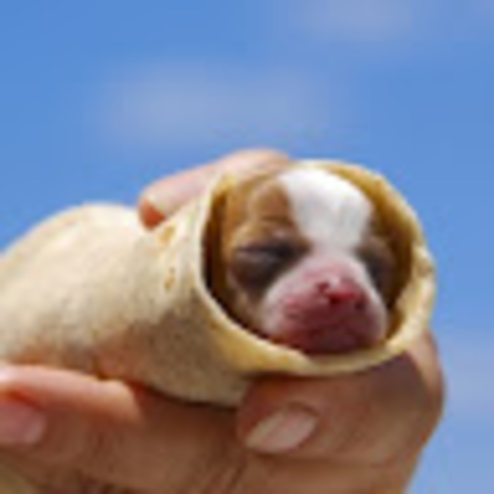 Meet your Posher, Mary